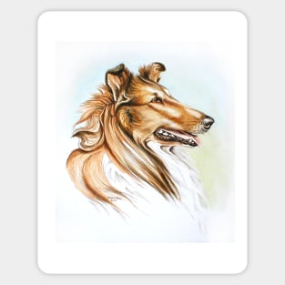 Sable Rough Collie Sticker